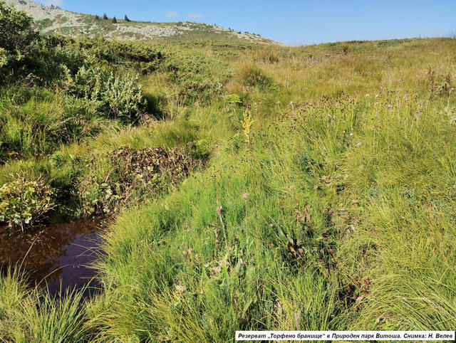 02_grassland